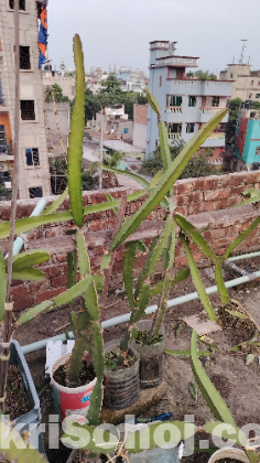 ড্রাগন গাছ